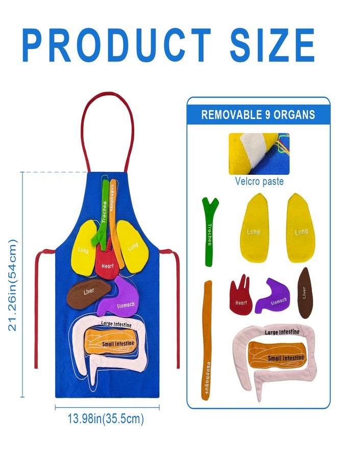 BOHEMIABY 3D Organs Apron, Anatomy for Kids Apron Body Parts Organs Educational Toys, Soft Disassembled Internal Organs Plush Model for Home Preschool Teaching Aid Boy Gir - Image 3